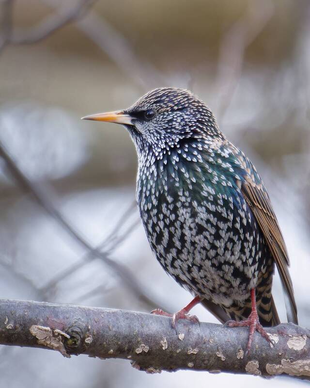 bird, птица, sturnusvulgaris, скворец, калининград Весенний скворецphoto preview