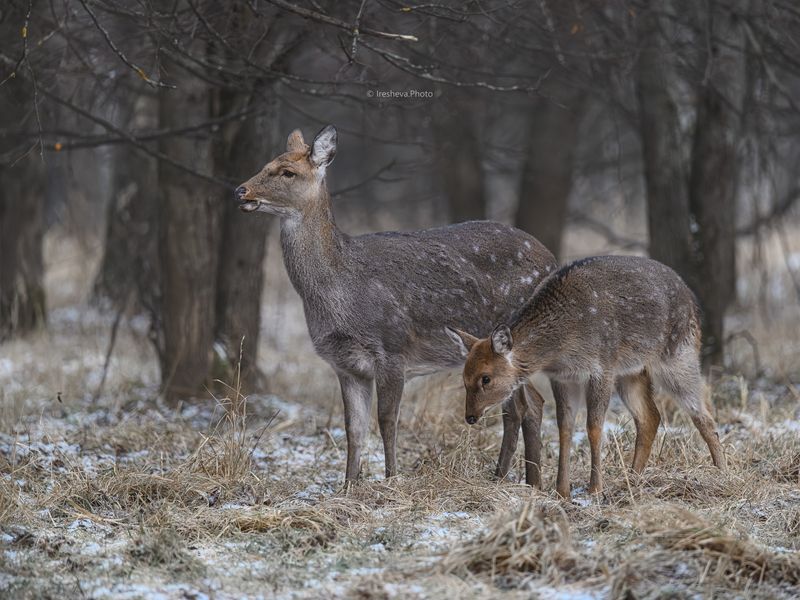 Пятнистый олень, самка, оленёнок Мать и дитя photo preview
