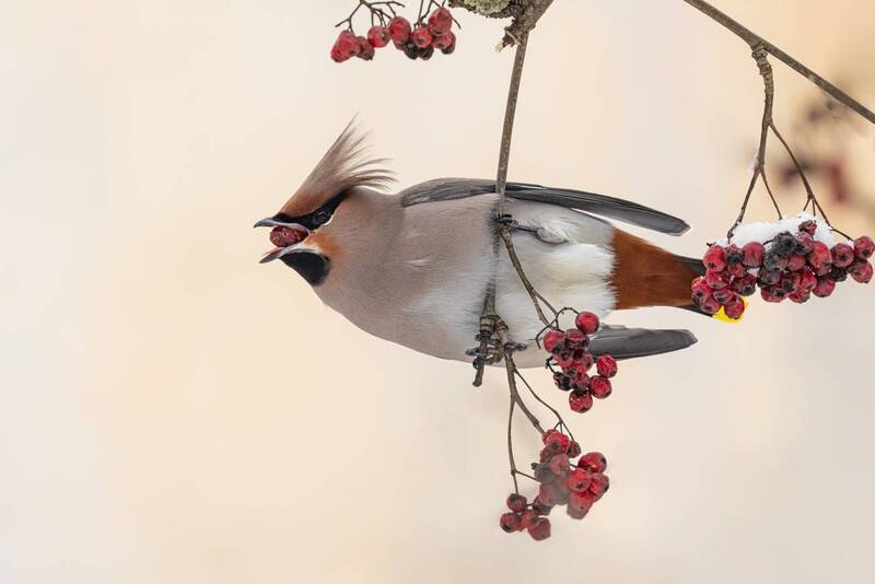 рябина, свиристель, птицы Свиристельphoto preview