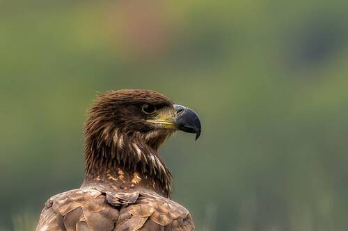 The Wildlife of Bulgaria