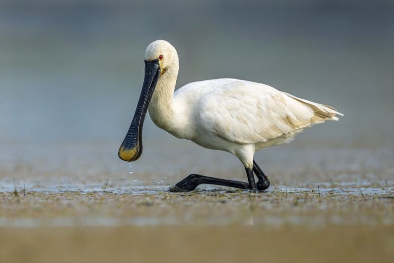 Колпицаphoto preview