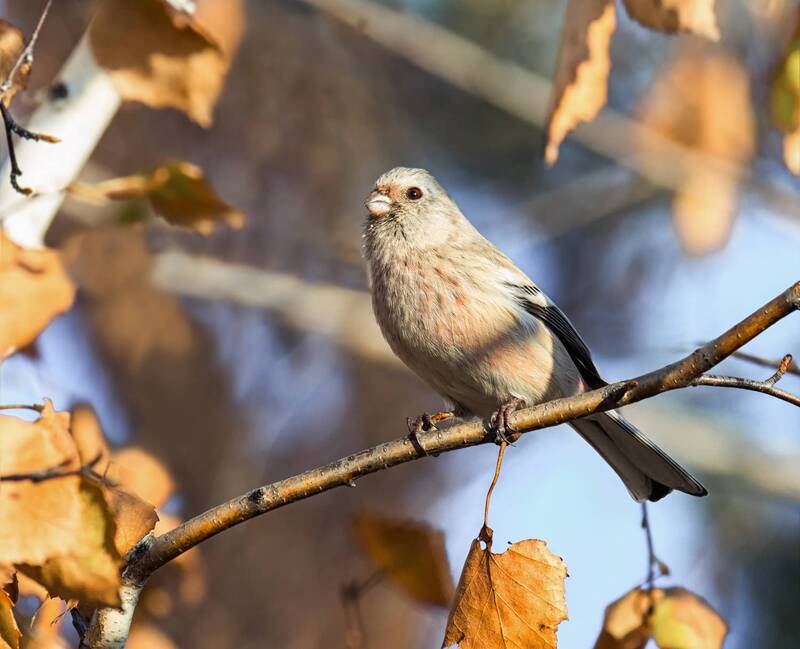 птица, урагус, самка, Урагус - самка (4 фото)photo preview