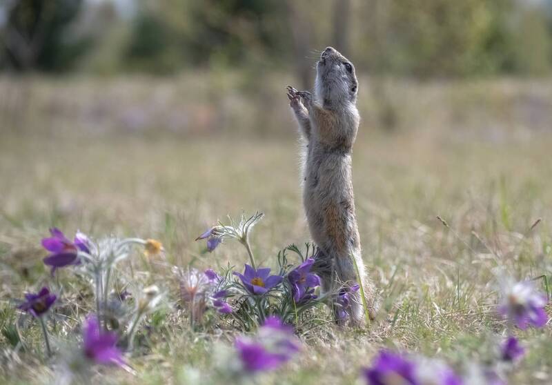 весна, суслик, цветы, животный мир Арияphoto preview