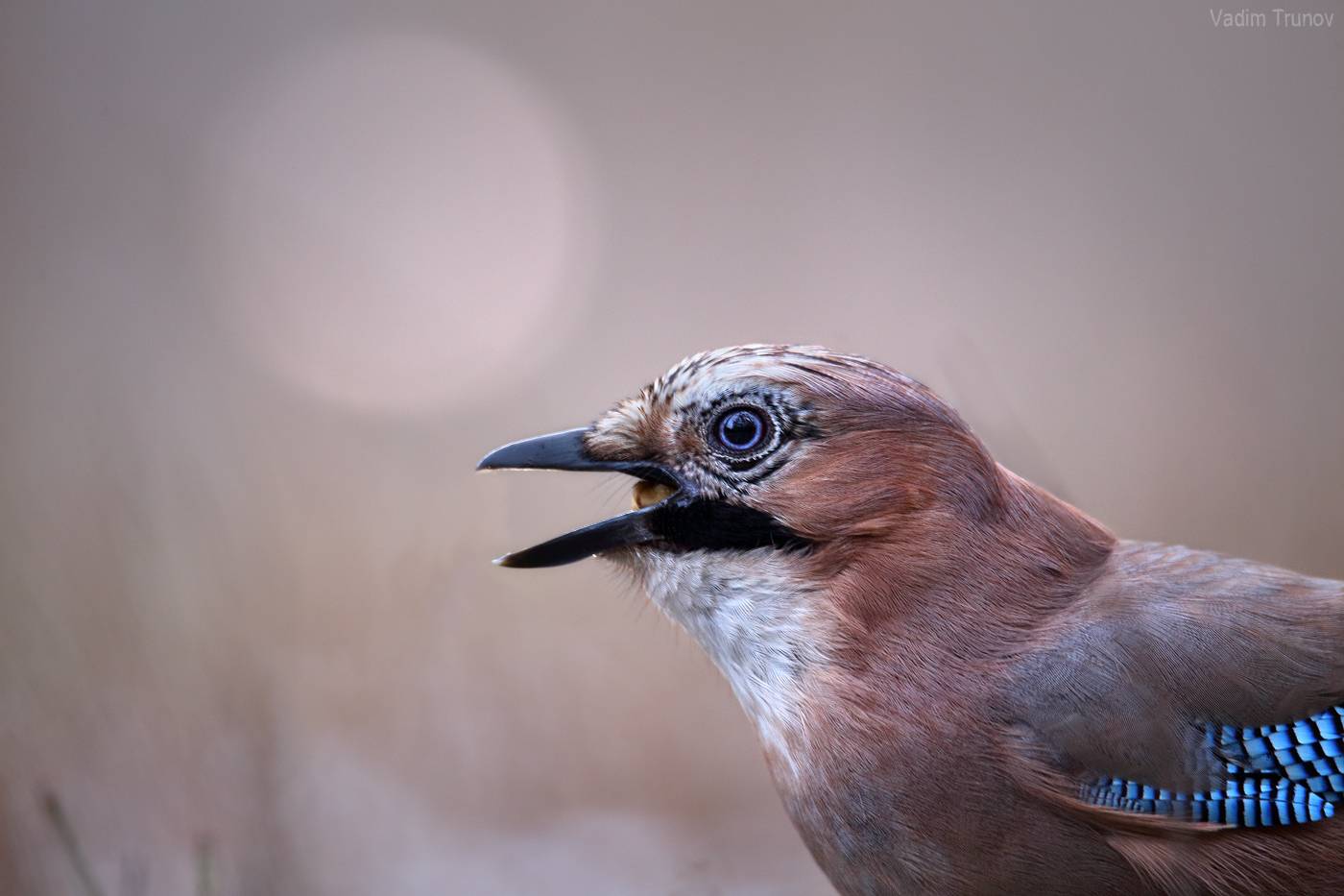 сойка, Вадим Трунов