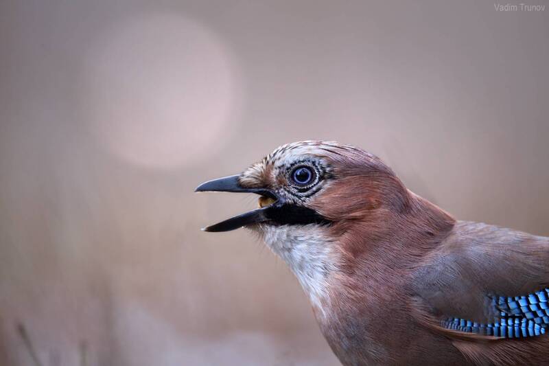 сойка Сойкаphoto preview