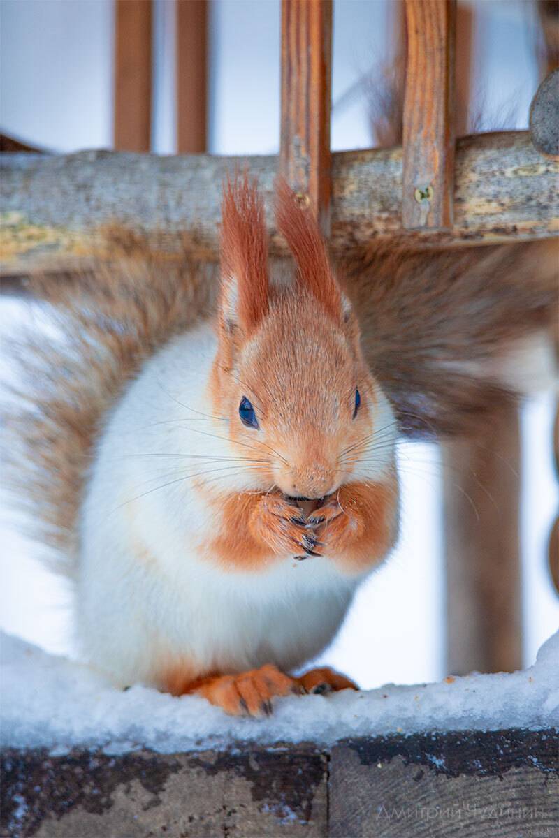 , Чудинин Дмитрий