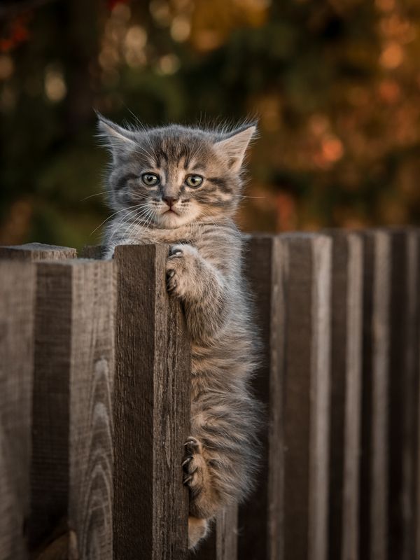 кошка, котенок, забор Котенок на забореphoto preview
