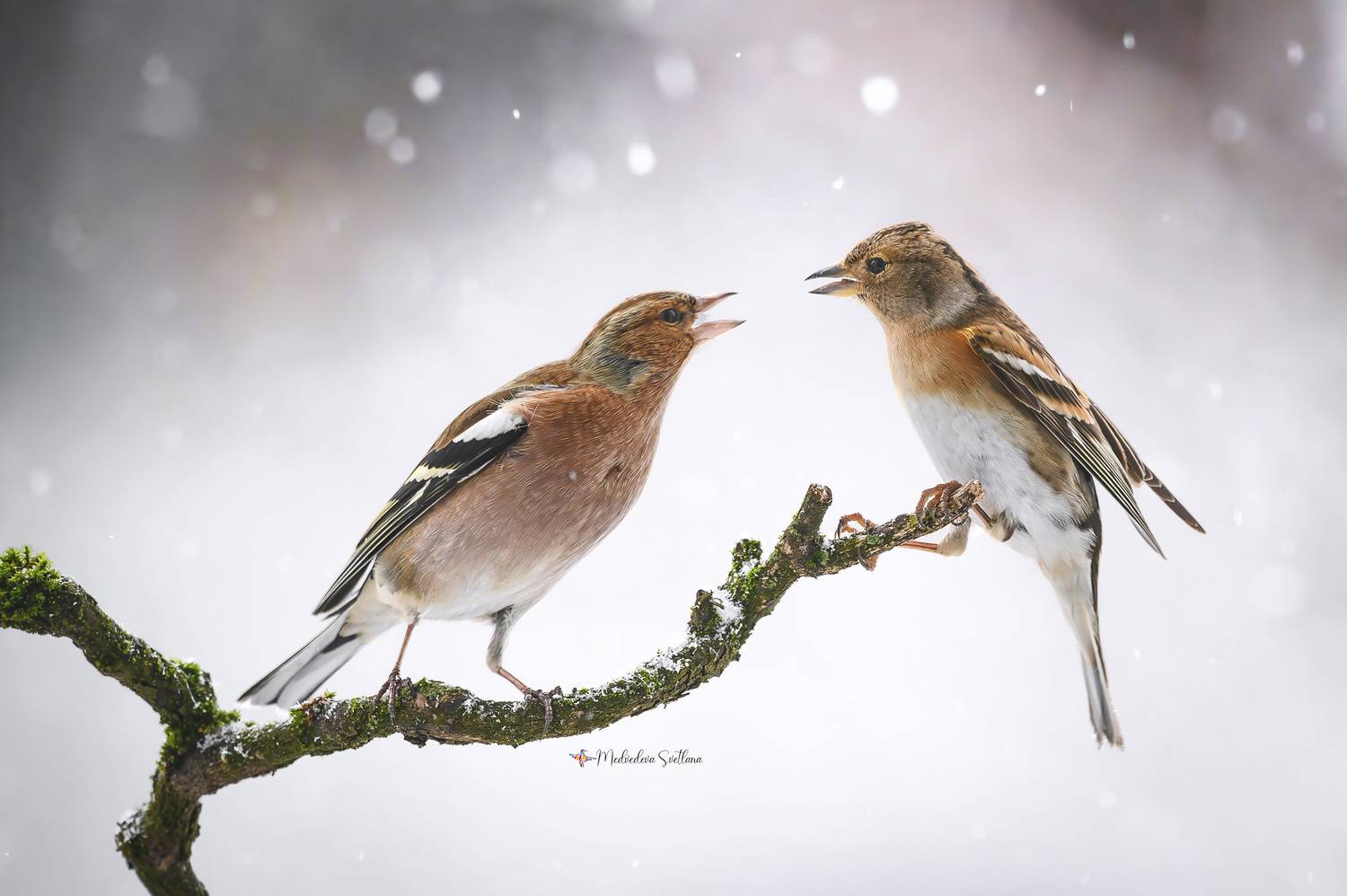 фотоохота, птица, зяблик, юрок, зима, Медведева Светлана