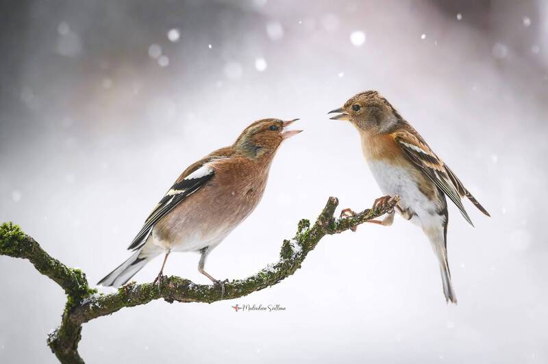 фотоохота, птица, зяблик, юрок, зима Разборки.photo preview