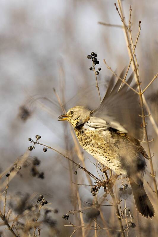 природа ***photo preview