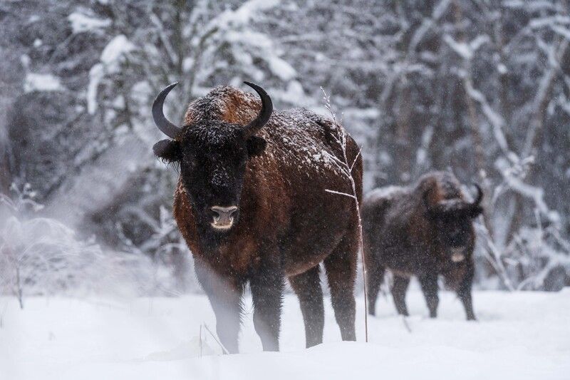 Зубры в царстве зимыphoto preview