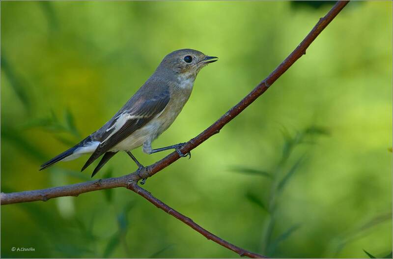 птица,мухоловка,пеструшка,самка Мухоловкаphoto preview