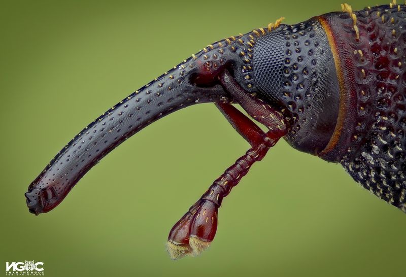 Rice weevilphoto preview