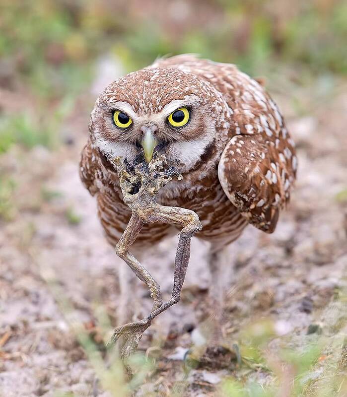 cыч,  burrowing owl, fl, florida, флорида, кроличий сыч, raptor, хищные птицы Burrowing Owl with prey - Cыч с добычейphoto preview
