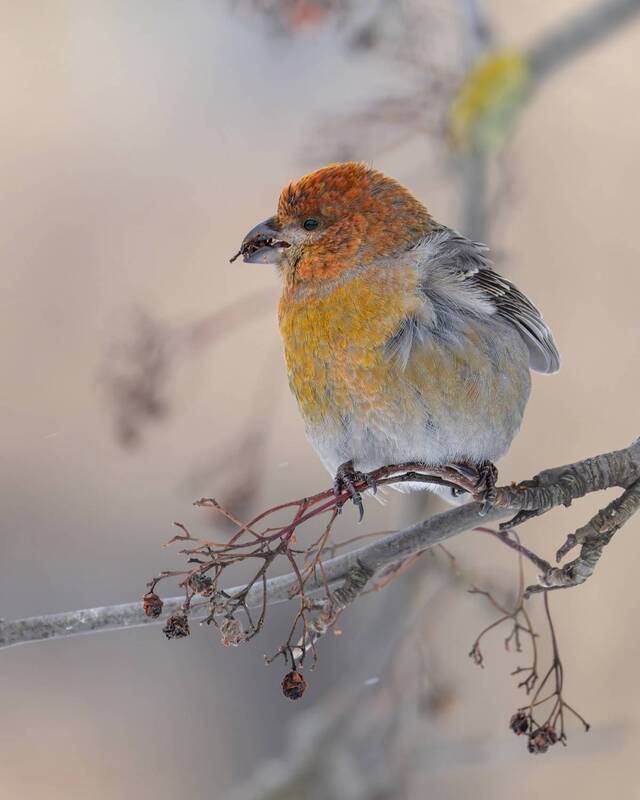 щур, рябина, птицы Финский попугайphoto preview
