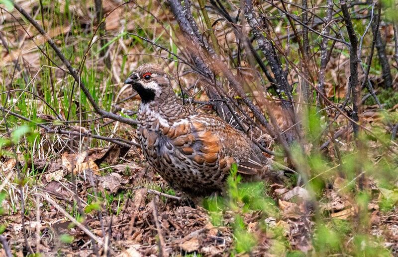 Рябчик фото превью