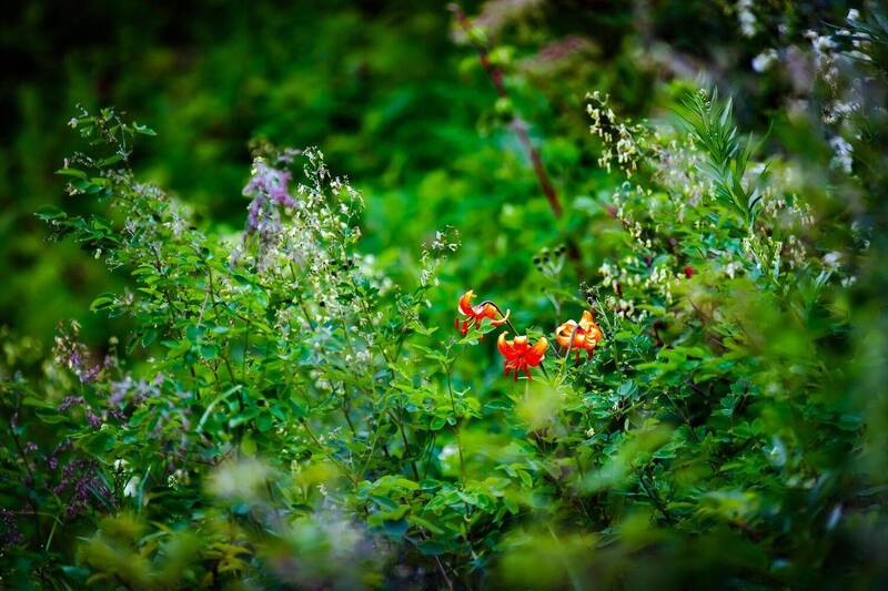 лилия, цветок, флора По мотивам сказкиphoto preview