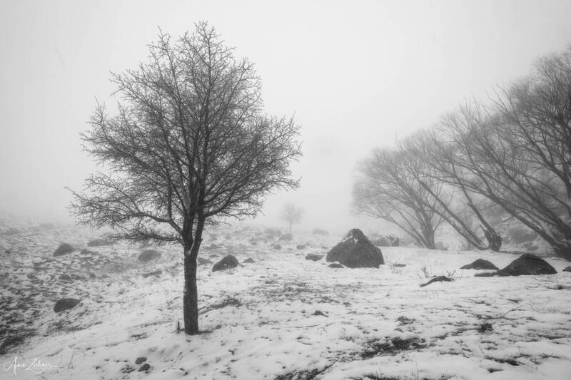 landscape Treephoto preview