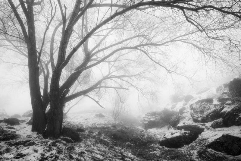 landscape Treephoto preview