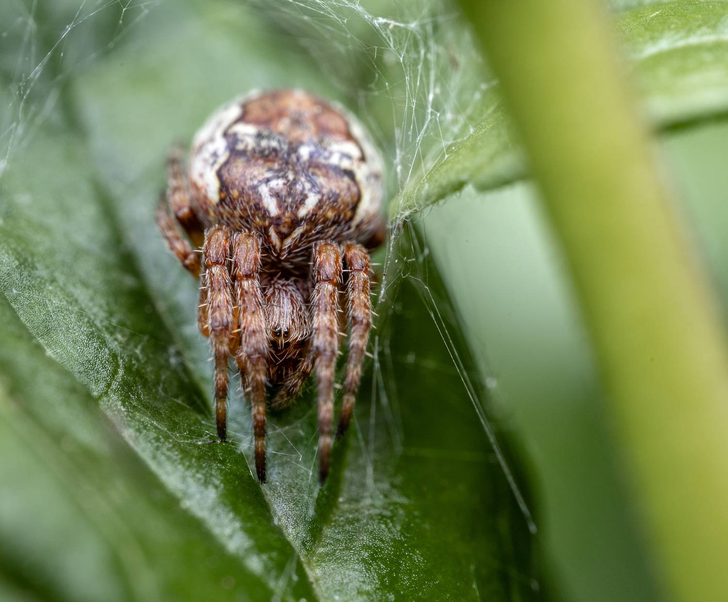 паук, Миша Усольцев