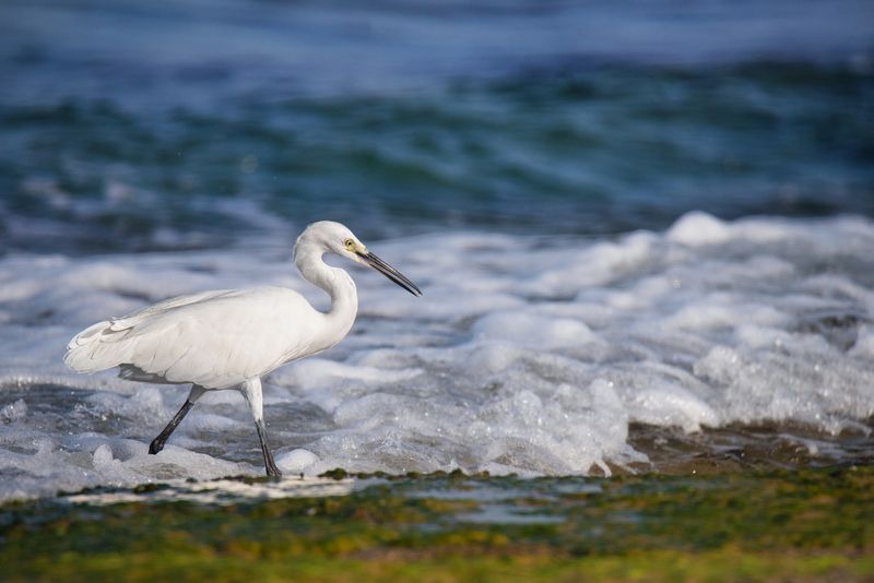 *Бегущая краем моря... фото превью
