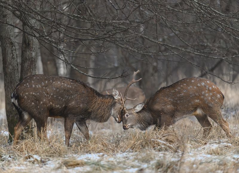 Баловствоphoto preview