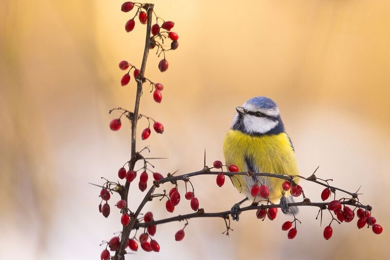 Titmousephoto preview