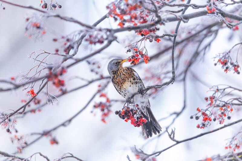 Дрозд-рябинник (Turdus pilaris). Зимняя акварель.photo preview