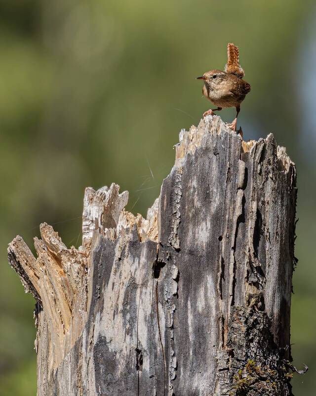 крапивник, птицы, задерихвост Задерихвостphoto preview