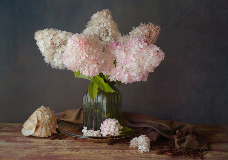 Гортензия Ванила Фрайз и ракушкаphoto preview