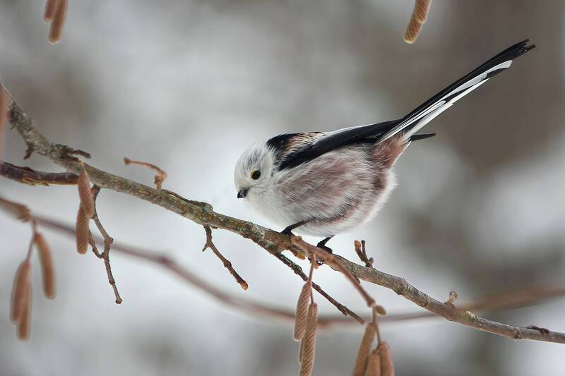 синица, длиннохвостая синица, ополовник, aegithalos caudatus Длиннохвостая синицаphoto preview