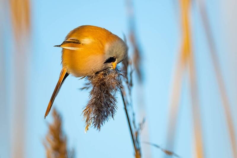 Усатая синица (Panurus biarmicus). фото превью