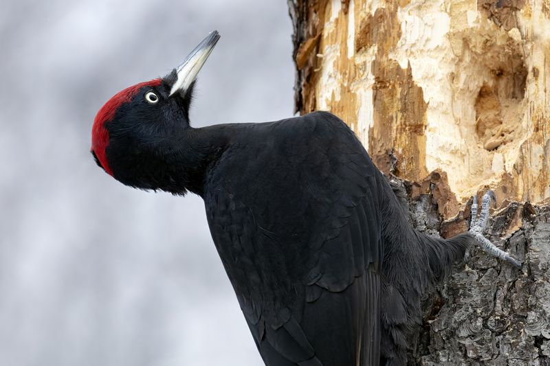 дятел, желна, пртицы, природа Чёрный дятелphoto preview