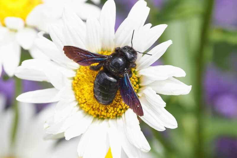Пчела-плотник фото превью