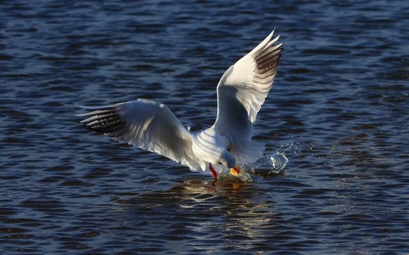 чайки, ***photo preview