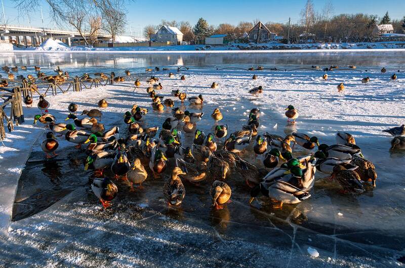 Утиное собраниеphoto preview