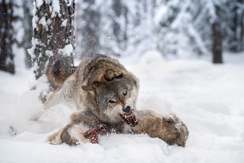 волк, серый волк, битва, снег, бег, зима, дикая природа, лес, природа, wildlife, wolf, фотоохота Битваphoto preview