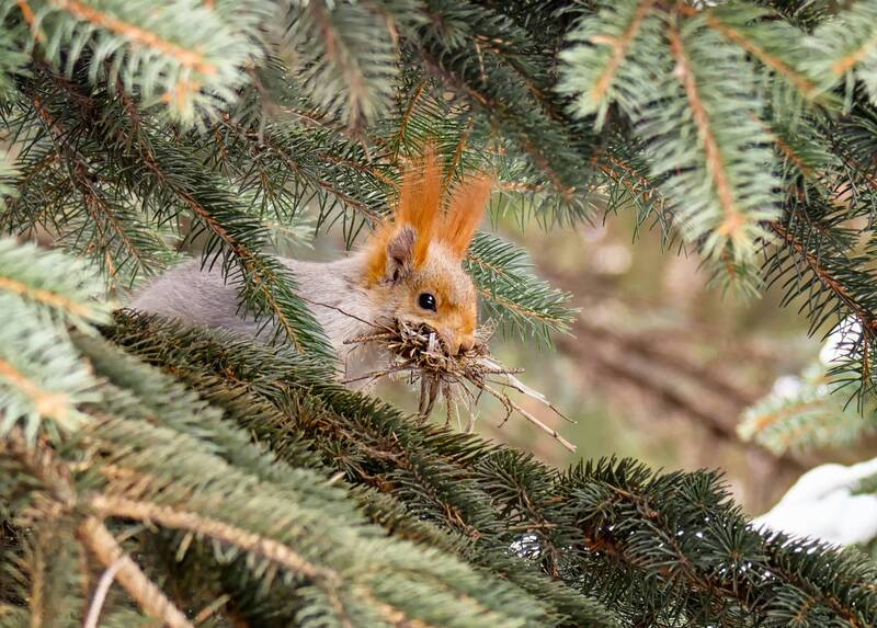 День признательности белкам. (4 ФОТО) фото превью