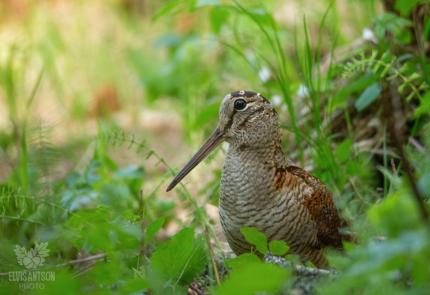 вальдшнеп, кулик, птицы россии, костромская область, кологривский лес, семейство бекасовых, братья наши меньшие, пернатые друзья, Elvis Antson