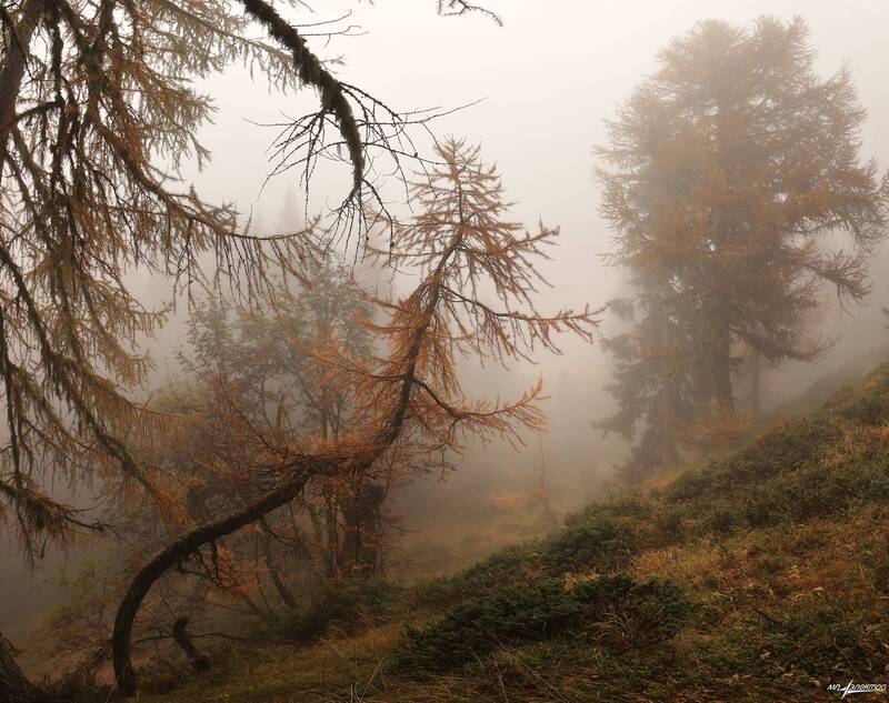 swiss Осень Лес Туманphoto preview