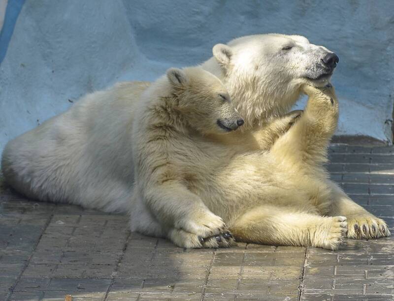 Белые медведиphoto preview