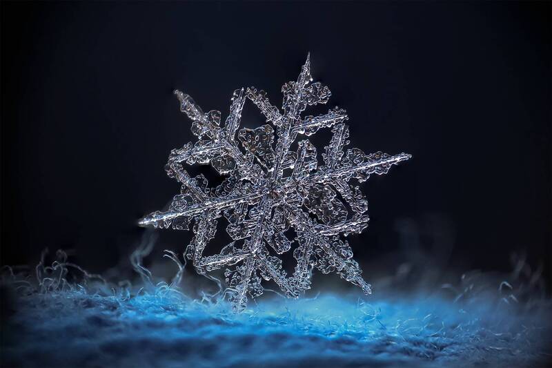 ceclii, macro photo preview