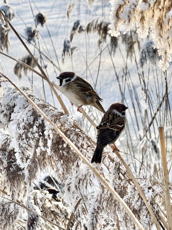 птицы, фото птиц, На страже зимыphoto preview