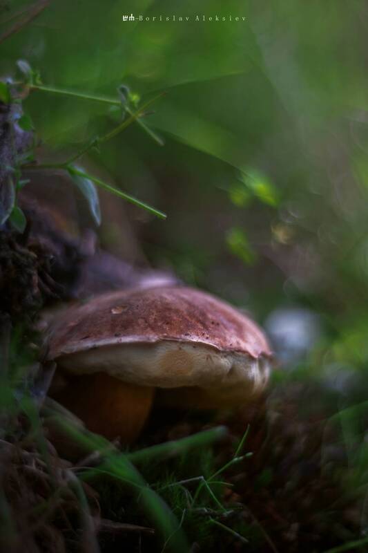 mushroom,dark,light,bokeh,nature, greenphoto preview