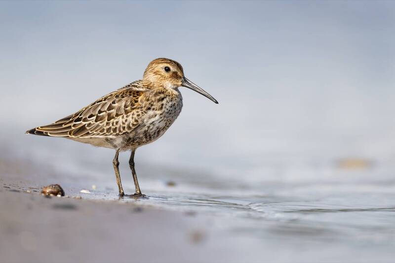 чернозобик, кулик, птицы Чернозобикphoto preview