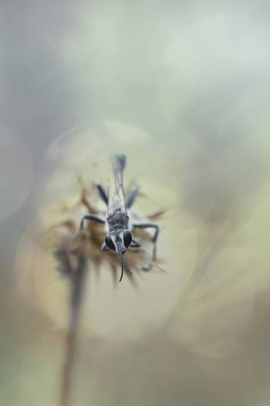 nature close-up outdoor insects arthropods predator summertime wasp Prionyx kirbiiphoto preview