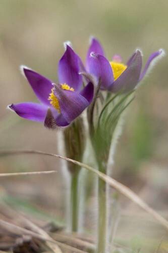 Портфолио. Марина Иванникова