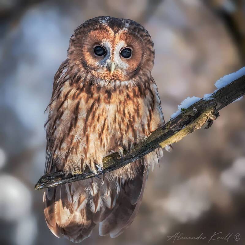 сова, неясыть, серая неясыть, обыкновенная неясыть, strix aluco Бездна в глазахphoto preview