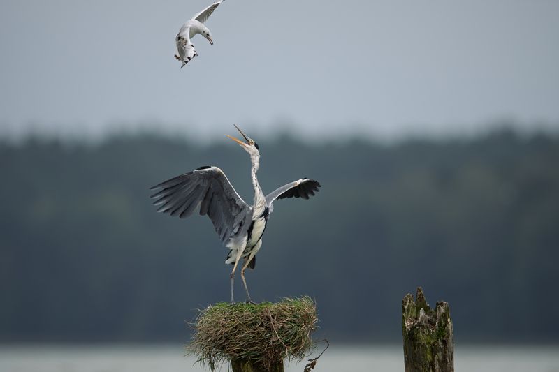 цапля, серая цапля, чайка, атака, противостояние, схватка, птица, озерная чайка, дикая жизнь, heron, grey heron, seagull, attack Уходи прочь // Go awayphoto preview