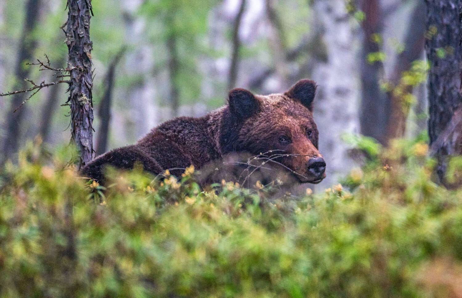 Медведь, бурый медведь, животные, Хабаровский край, Высокогорный, Савчук Сергей